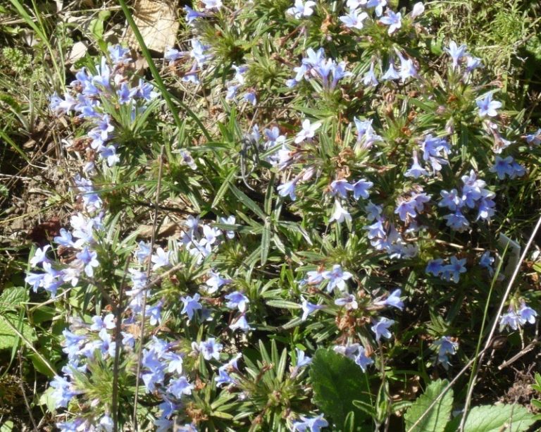 Lithodora zahnii - Gérard Weiner - Plantes de terrains secs