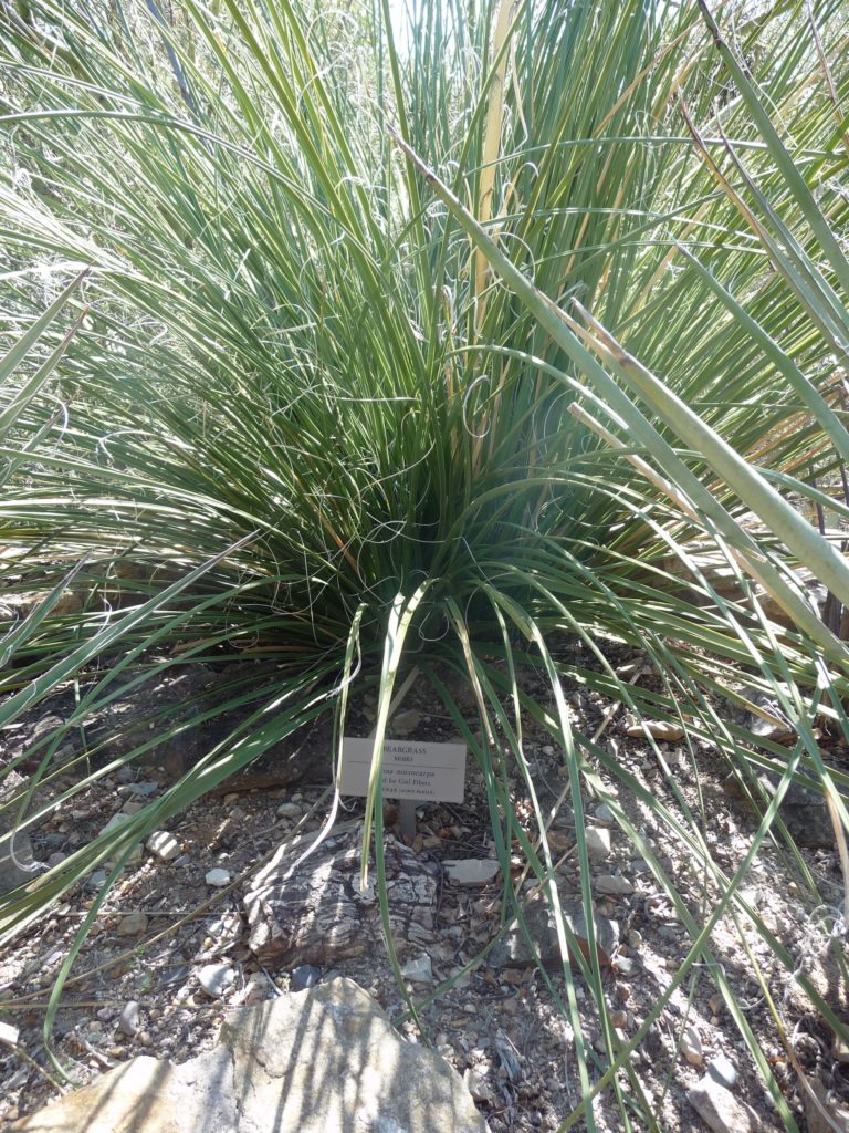 Beargrass, Nolina macrocarpa