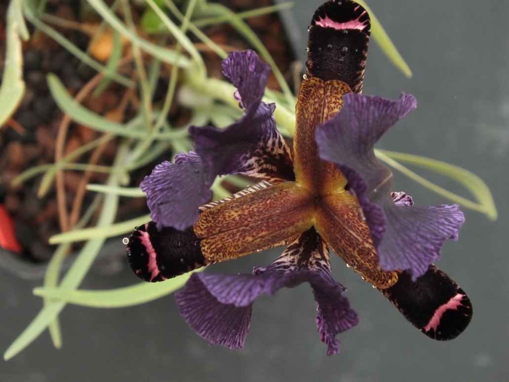 Iris paradoxa - Gérard Weiner - Plantes de terrains secs