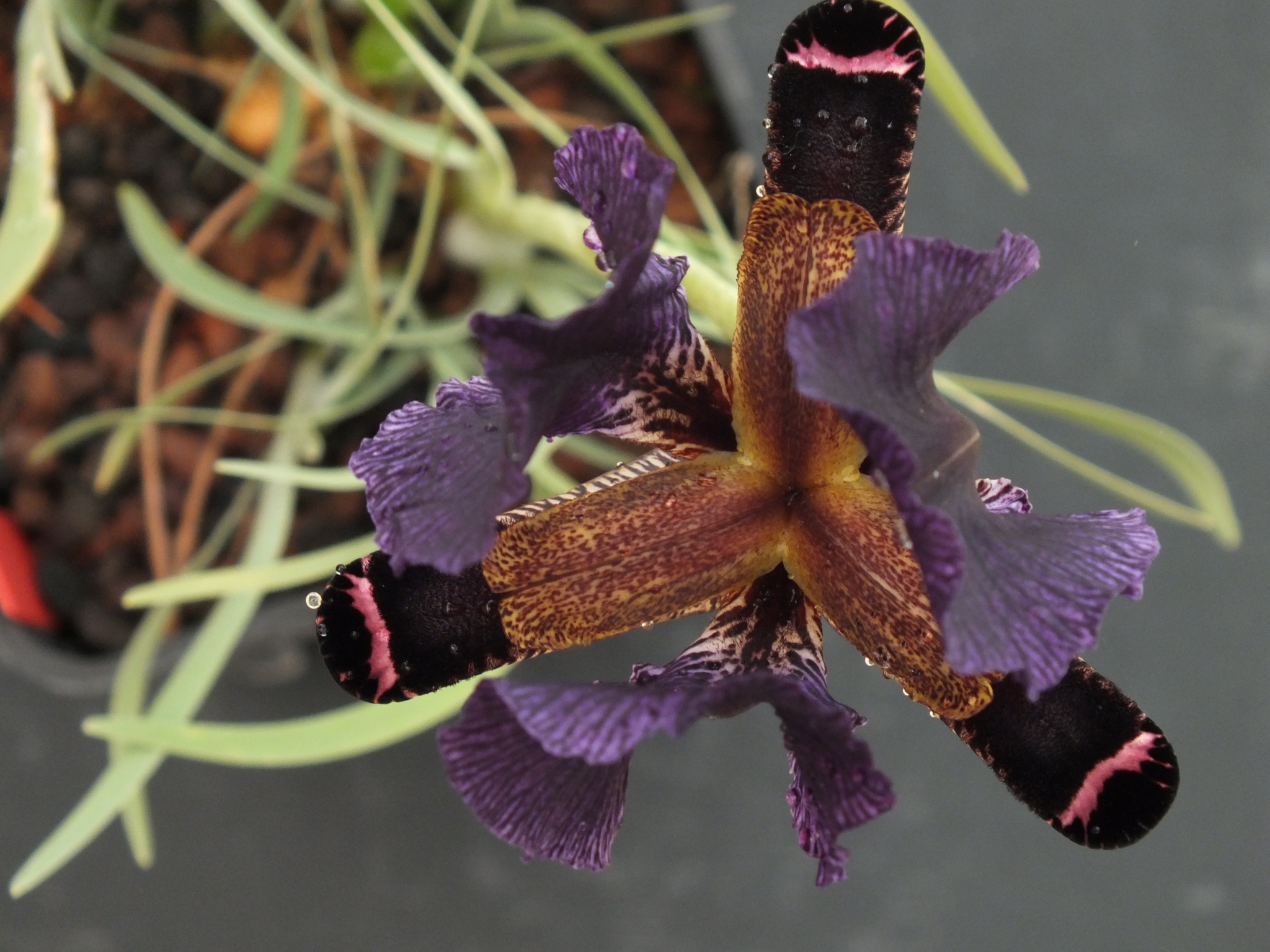 Iris Paradoxa - Gérard Weiner - Plantes De Terrains Secs